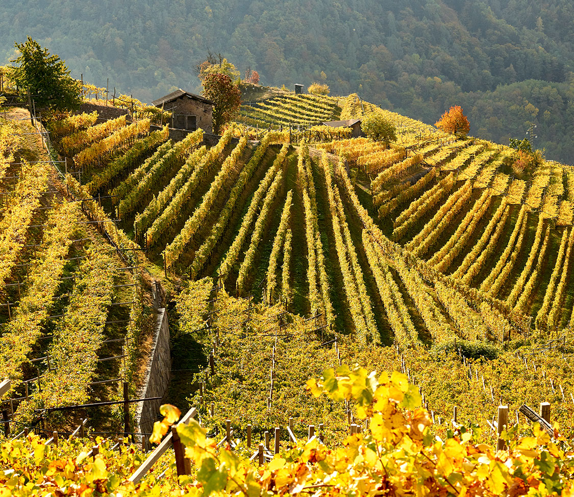 CEMBRA CANTINA DI MONTAGNA 2023, Un progetto in crescita, il territorio, foto da sito