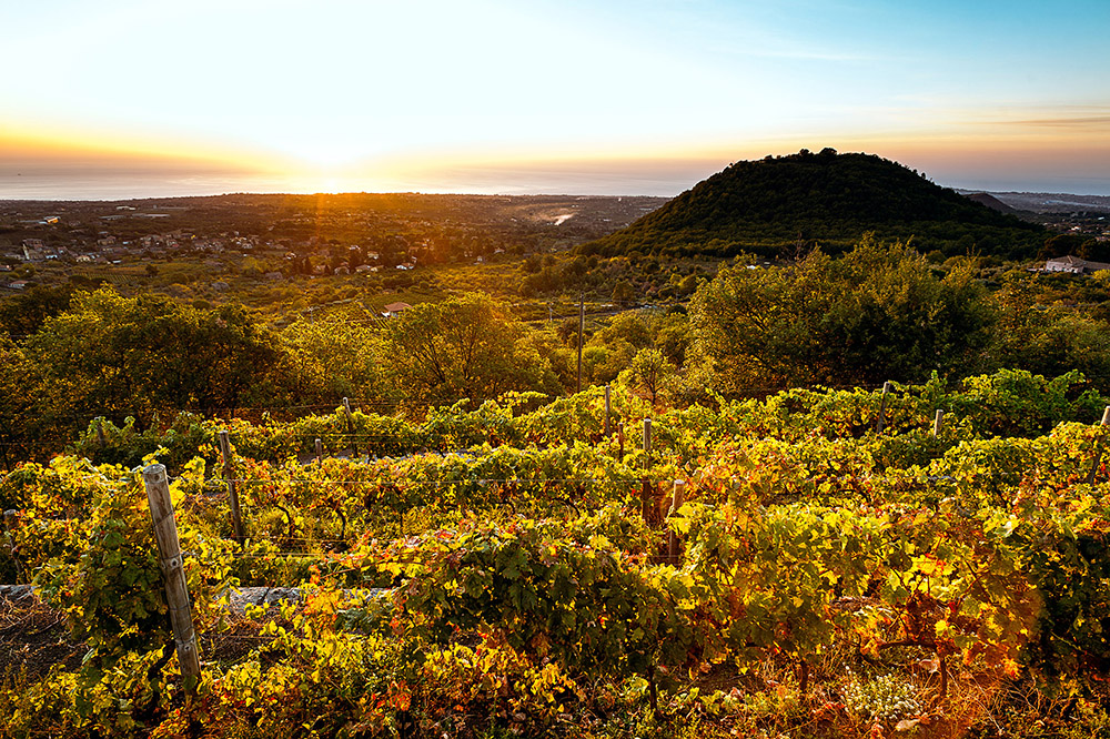 Vigneti di contrada Monte Gorna Cantine nicosia, articolo: Amor Primera a Copa dalla Sicilia alla Spagna in calice 2023, foto da sito