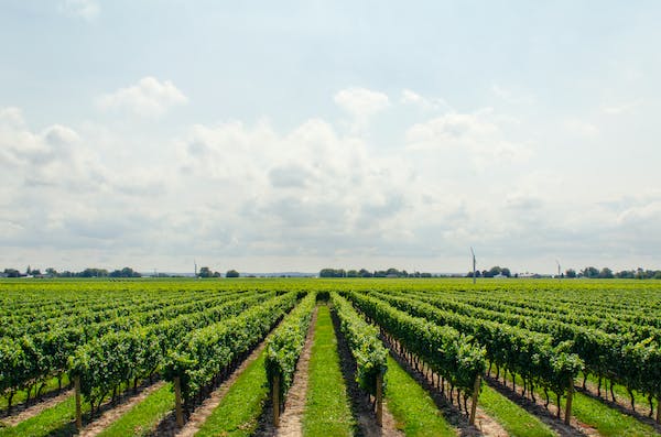 Il Vino e l'Identità 2023: Scelta Consapevole delle Cantine? foto di Math