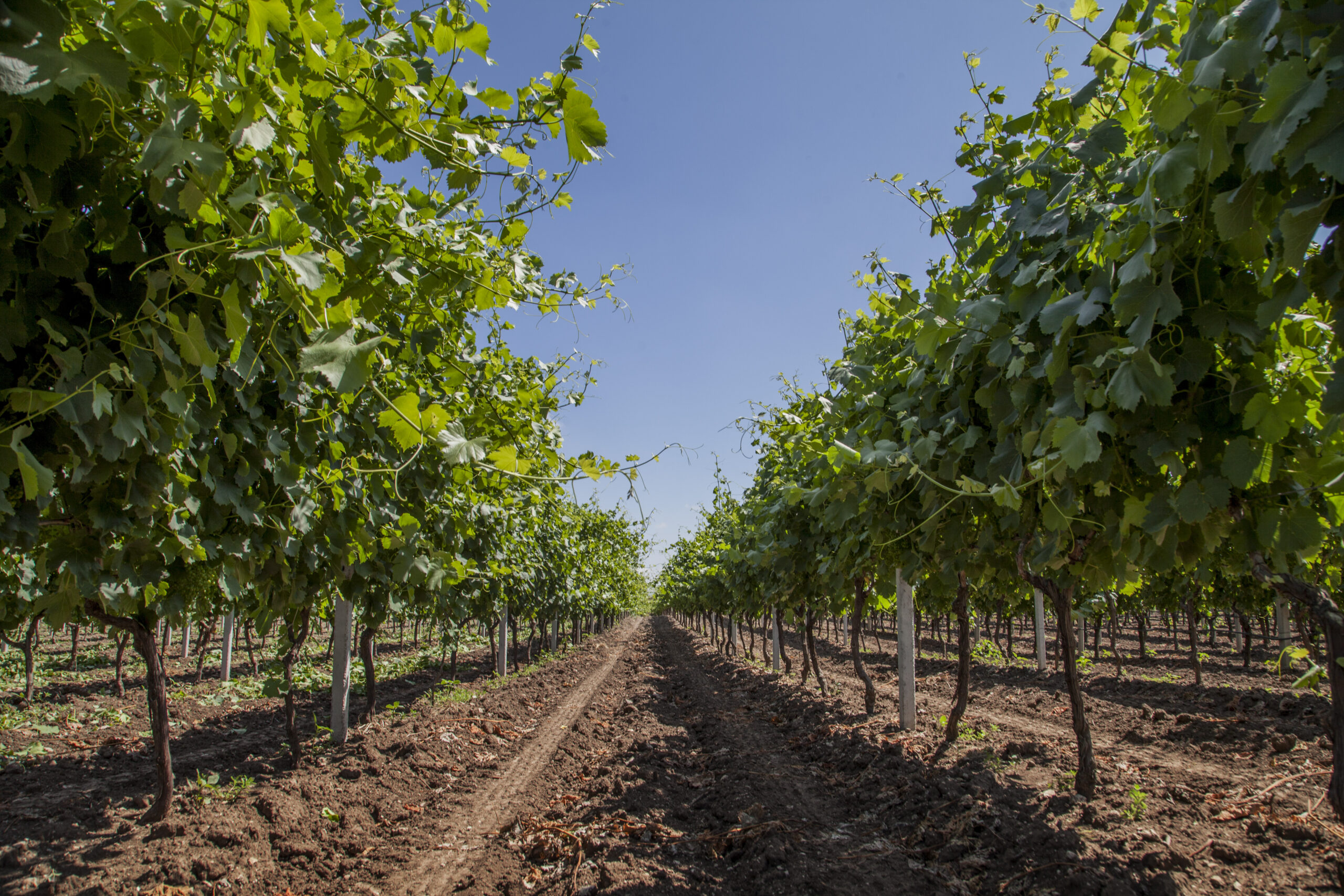 Cantina La Marchesa vendemmia 2023, progetti e attualità, foto da sito