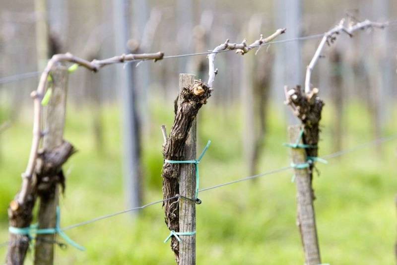 Concorso Emozioni dal Mondo Merlot e Cabernet Insieme 2023, Reben im Fruhjahr Schweiz