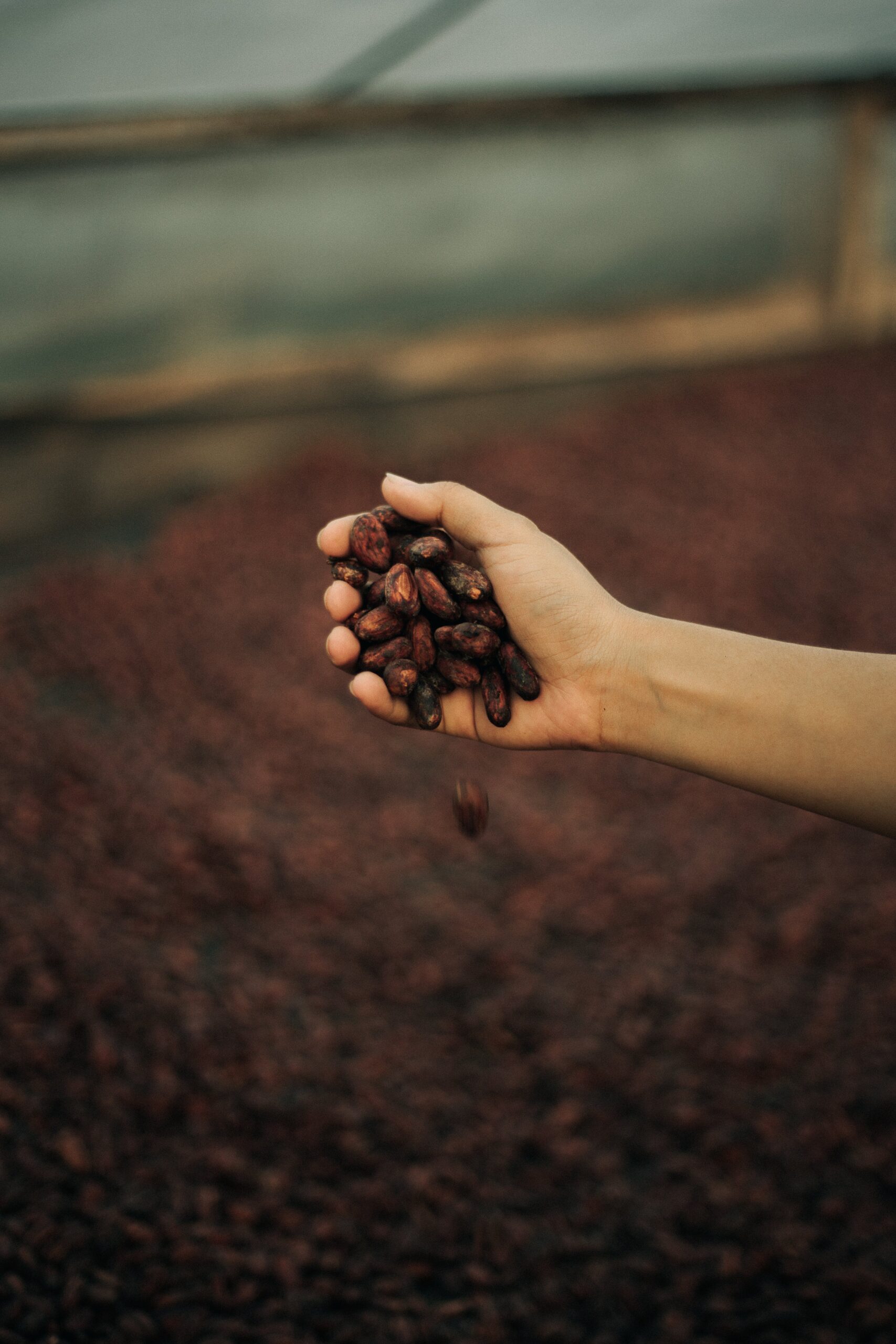 Nuove Prospettive sulla Feniletilamina (PEA): Un Approfondimento Tra Medicina e Benessere Psicologico, foto di Ioannes Marc, fave essicate di cacao