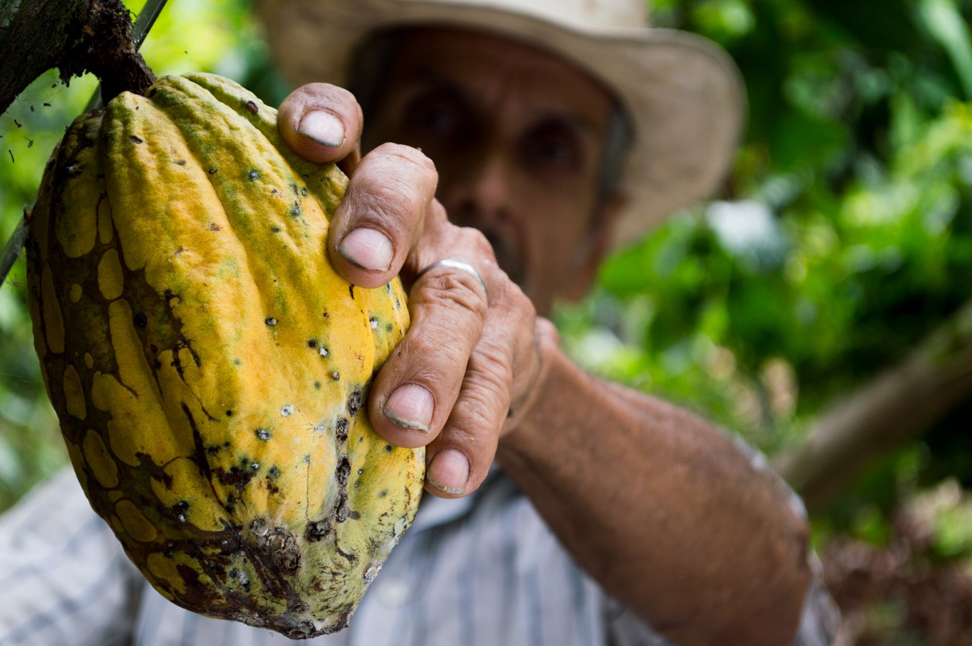 Feniletilamina (PEA) e il cacao nel 2023,secoli di sensi. cabosse di Criollo, foto da internet