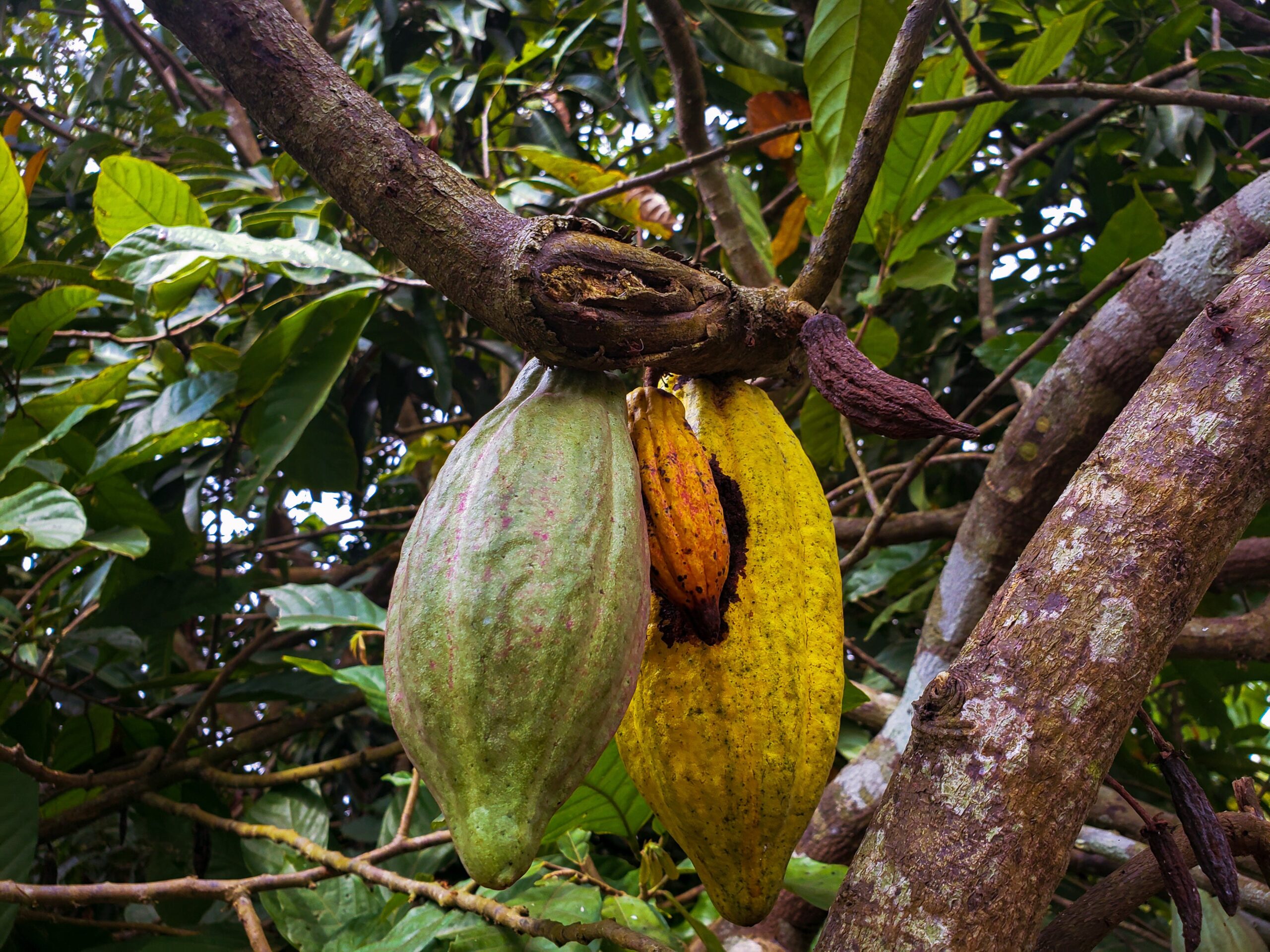 Feniletilamina (PEA) e il cacao nel 2023,secoli di sensi, immagine di Tope a Asokere, cabosse di cacao