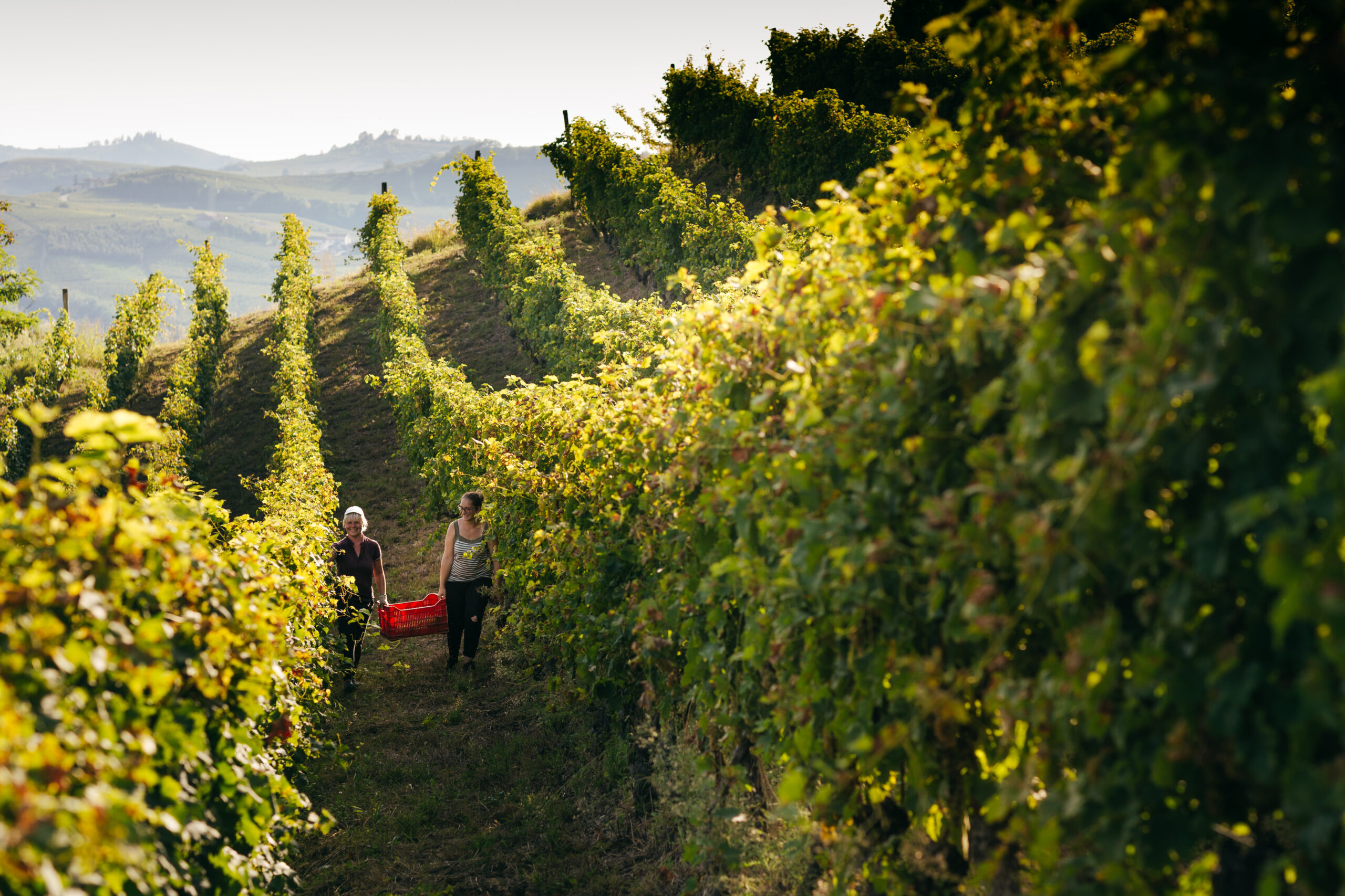 Beppe Marino una realtà piemontese dal 1972 vini di qualità, foto da sito