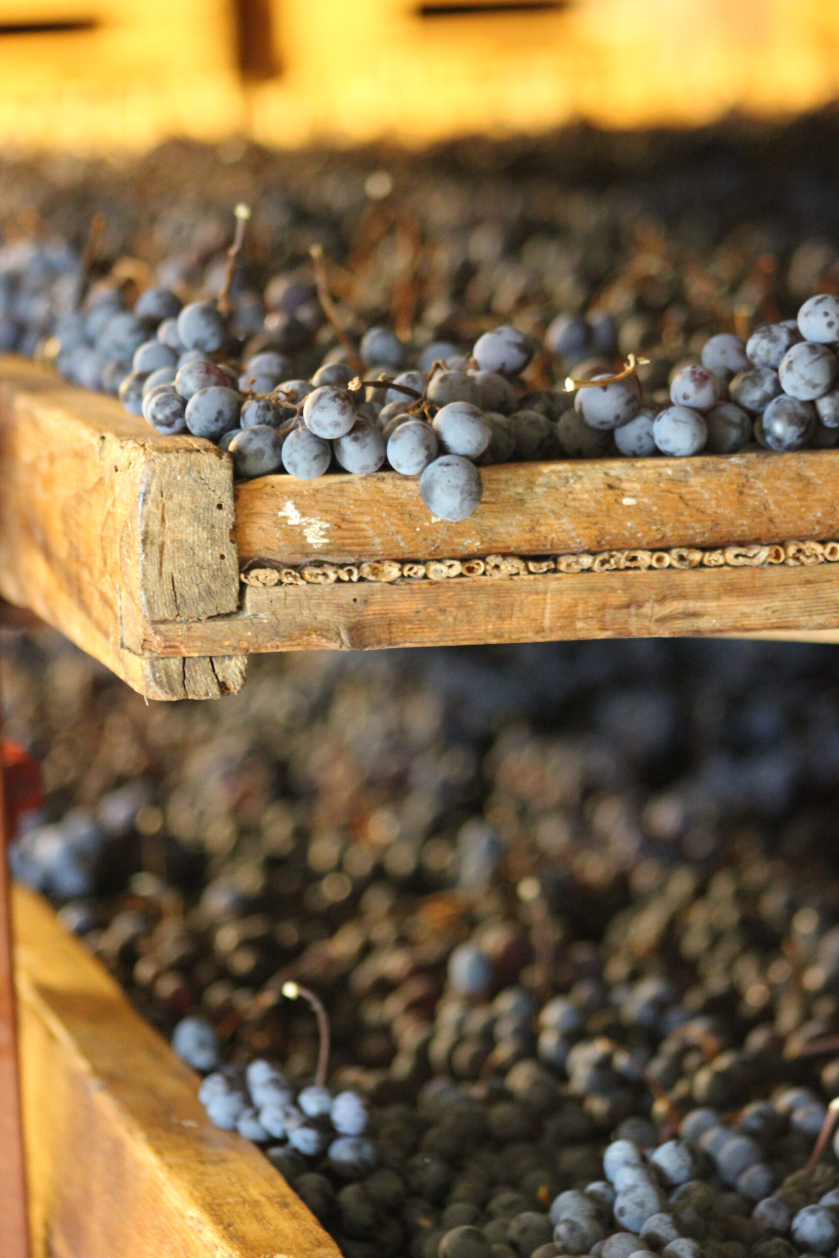 Amarone Opera Prima 2024, un viaggio nel rouge profondo, foto da sito, arele e appassimento