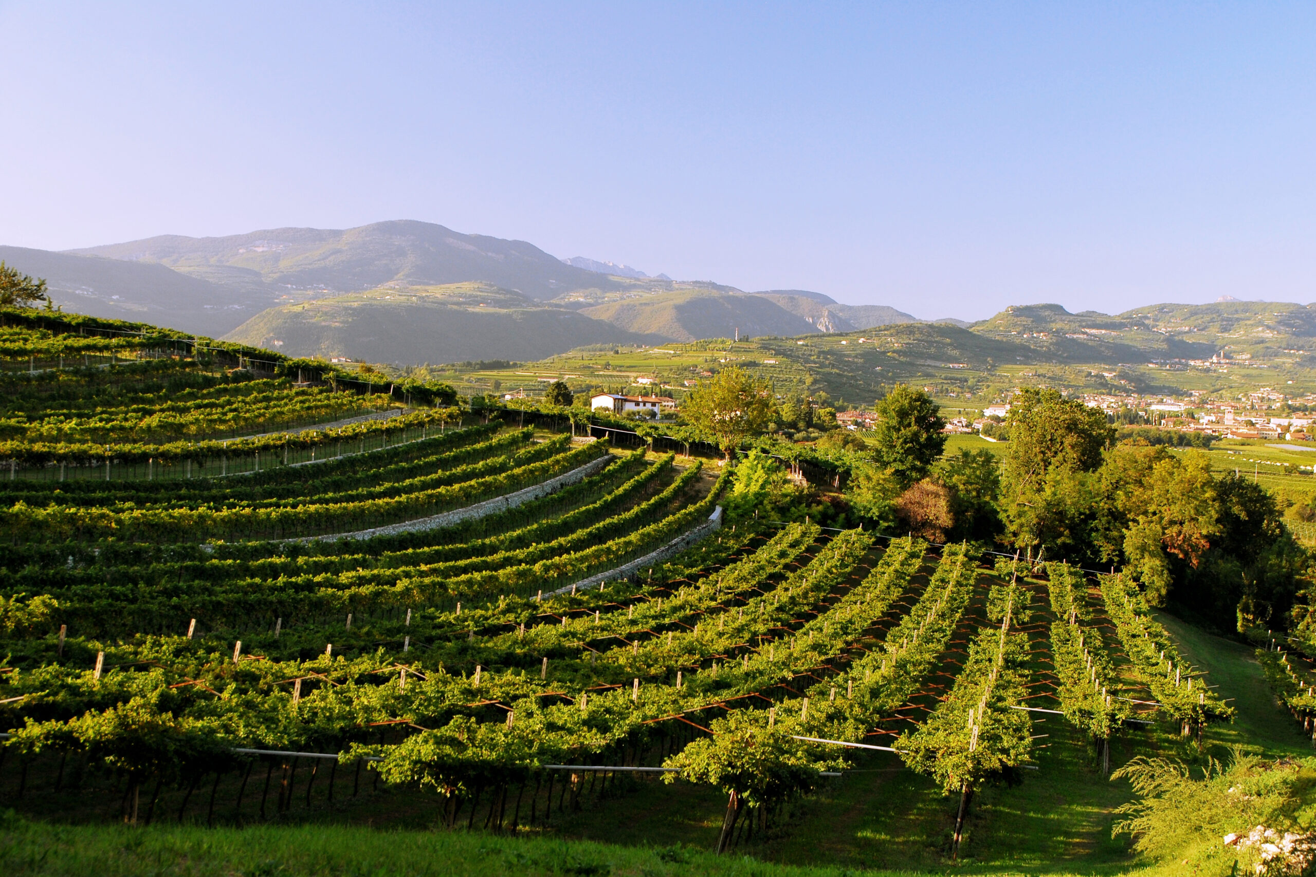 Amarone Opera Prima 2024, un viaggio nel rouge profondo, foto da sito dei vigneti in Valpolicella