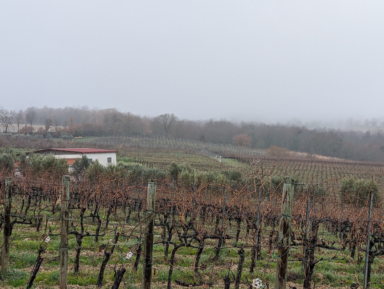 Podere Casa Al Vento, le novità della cantina in un calice, foto dell'autrice