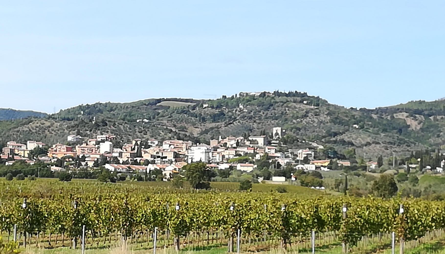 Vigneto a Suvereto, foto dell'autore, articolo: Suvereto in prima linea all'Anteprima L'Altra Toscana 2024