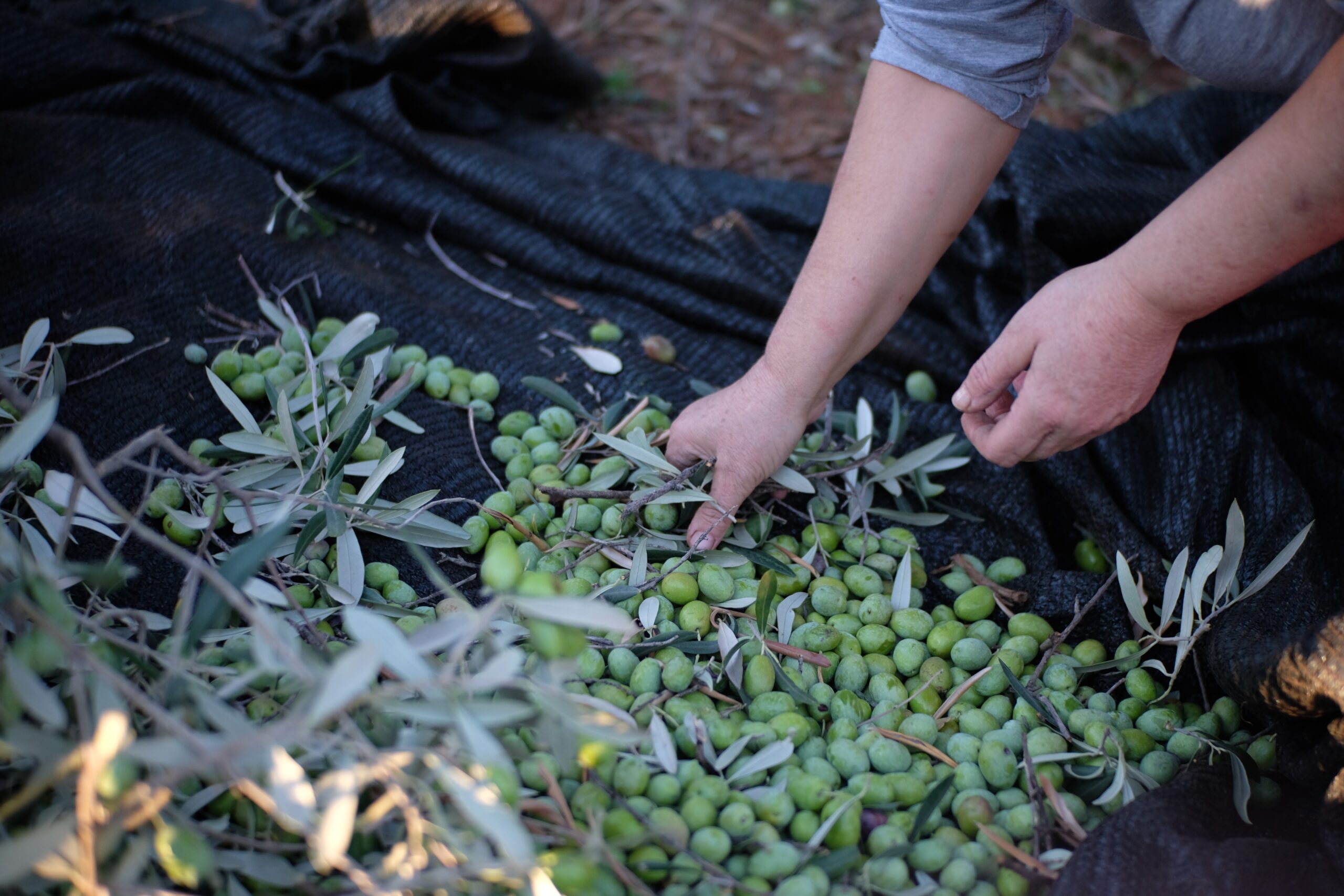 L'Olio d'oliva diventa un prodotto stagionale? crisi 2024? foto di Gianpiero Ferraro