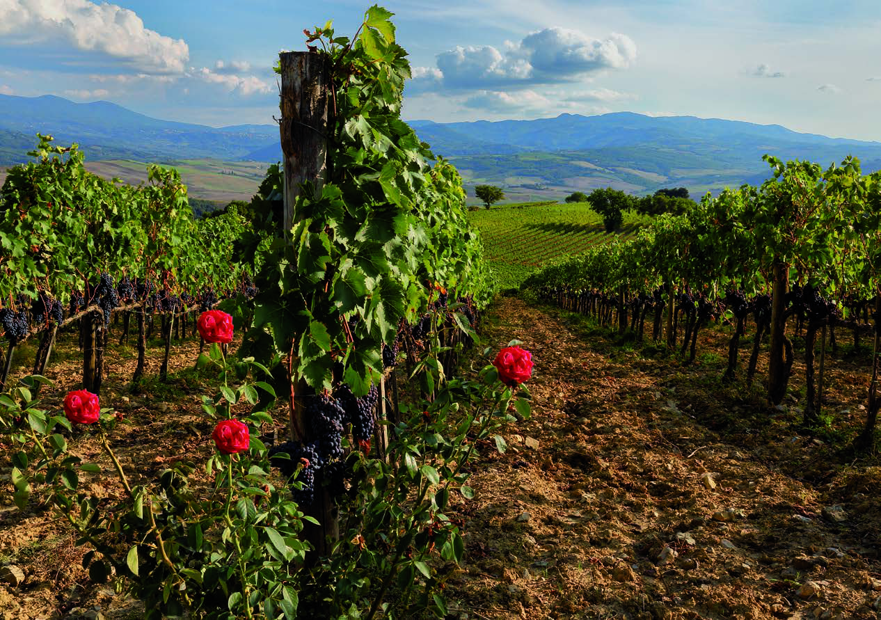 Tenuta Poggio degli Ulivi, viaggio a Montalcino 2024, foto dell'autrice dei vigneti