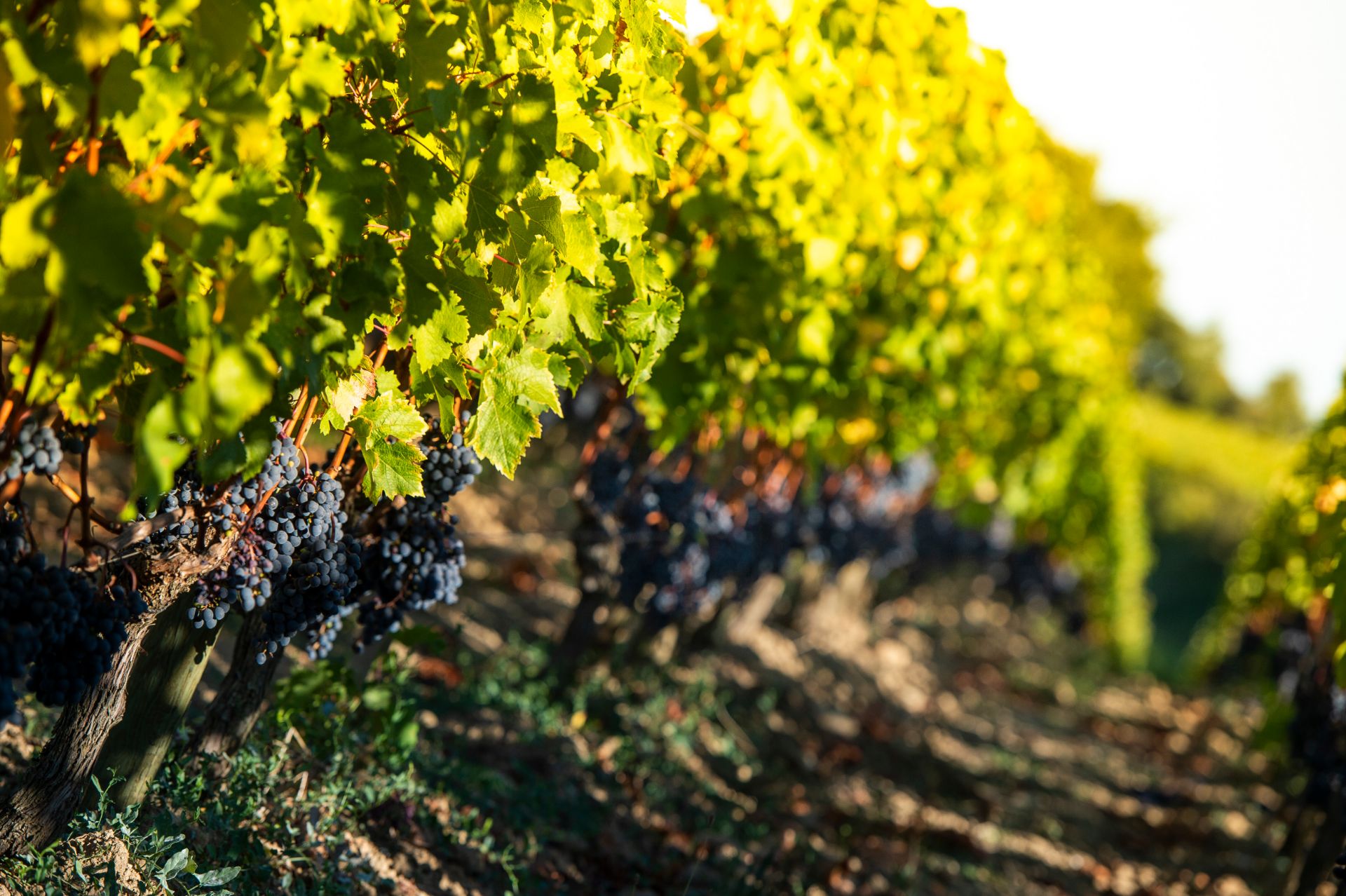 Tenuta Poggio degli Ulivi, viaggio a Montalcino 2024, foto dell'autrice dei vigneti